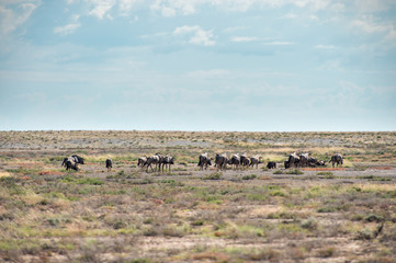 Fototapeta na wymiar group of wildebeest