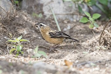 Female Black Bishop (Euplectes gierowii) on the Sandy Ground in Northern Tanzania