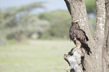 Tawny Eagle (Aquila rapax) Hunting from a Tree in Northern Tanzania