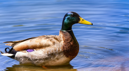 Detailed photo, closeup of a Mallard Duck (Anas platyrhynchos) male in a pond, lake. Water background.