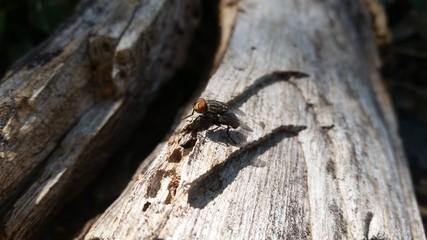 mosca frutera