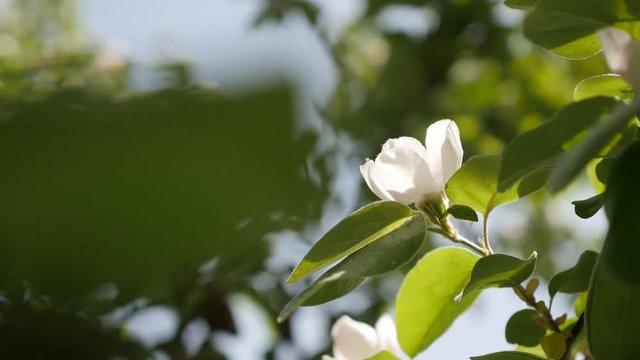 Slow motion quince tree branches on the wind 1920X1080 HD footage - Shallow DOF spring flowers of Cydonia oblonga slow-mo 1080p HD video