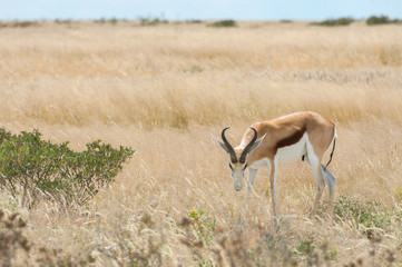 Springbok