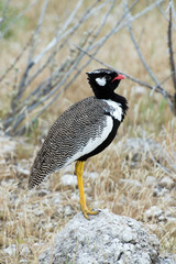Northern black korhaan