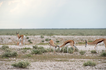 Springboks