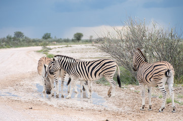Obraz na płótnie Canvas Burchell's (Plain's) zebra