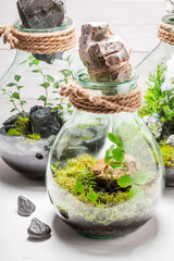 Amazing rain forest in a jar on white table