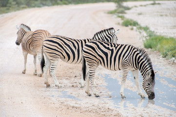 Fototapeta na wymiar Burchell's (Plain's) zebra