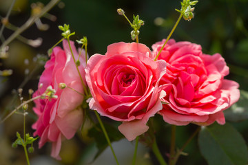 Three beautiful roses in the garden. Flowers