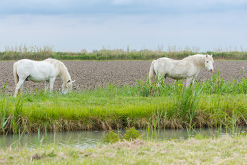 Fototapeta premium White camargue horse eating grass in a field 
