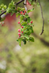 Apple blossoms