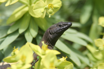 Eidechse schleckt Blütennektar, Lanzarote, Kanarische Inseln