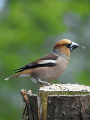 Beautiful male hawfinch 