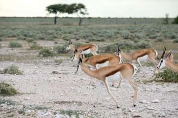 Springboks