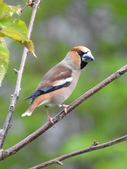 Beautiful male hawfinch 