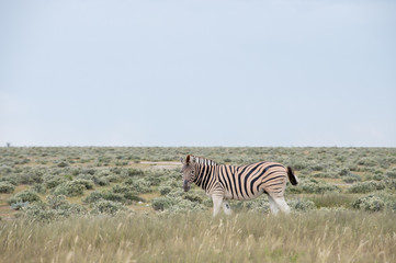Burchell's (Plain's) zebra