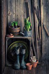Old rustic shed with garden tools and fresh plants