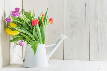 Colourful fresh tulip in white watering can