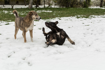 Street dogs play in April on snow