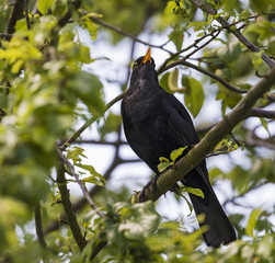 Singing Blackbird