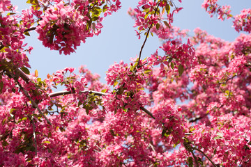 red, pink spring tree, blossoming. Cherry flowers background