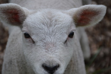 Close Up Of A Lamb