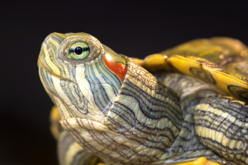  Red-eared slider close-up