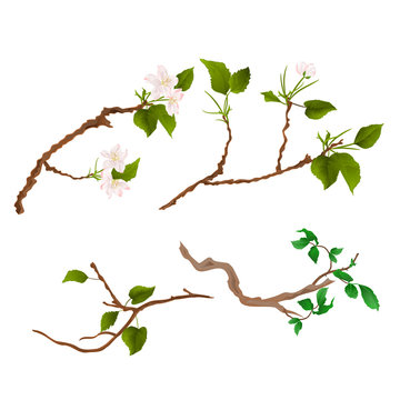 Branch various Sprigs twig apple tree and bush vintage hand draw vector illustration