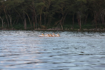 Lake Naivasha pelican