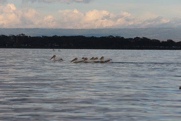 Lake Naivasha pelican