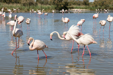 Flamants roses Camargue