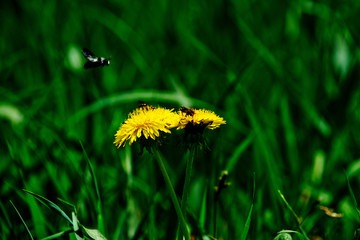 grass green color with bee on yellow dandelion flower