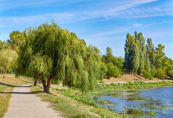 Picture of willow and path at bank of pond.