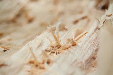 détail bois coupé en forêt