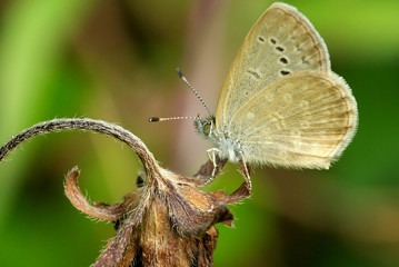 Obraz premium Beautiful butterfly (Pale Grass Blue) resting on a withering flower