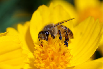 hardworking bee busy pollinating a bright yellow daisy