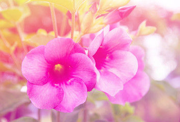 purple allamanda,Allamanda cathartica , golden trumpet, common trumpetvine