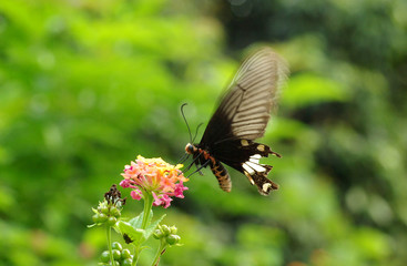Beautiful butterfly (Common Mormon) pollinating an orange and pink Lantana flower