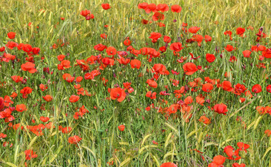 Campo de trigo verde y dorado con amapolas rojas