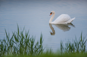 Beautiful white swan floating in the lake
