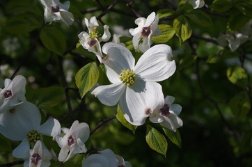 Fiore bianco