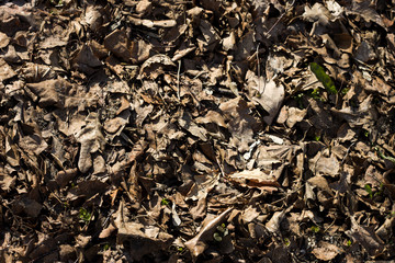 dry yellow leaves on the ground