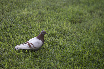 White and brown pigeon on the grass.