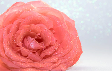 Rosa natural con gotas de rocío sobre fondo blanco