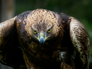 Steinadler von vorne mit bösem Blick