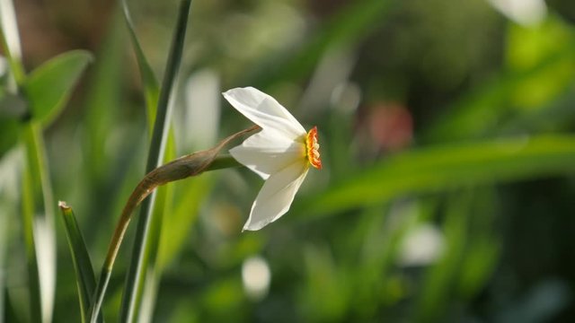 Green natural environment of Pheasants eye daffodil plant 4K 2160p 30fps UltraHD footage - Close-up of Narcissus poeticus beautiful garden flower 3840X2160 UHD video