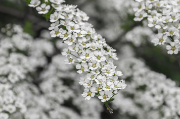 White spiraea flowers on branch closeup