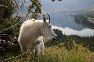 Mountain Goat Oreamnos Americanus Glacier National Park Montana USA