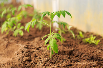 Plant a sapling a tomato bush in the greenhouse