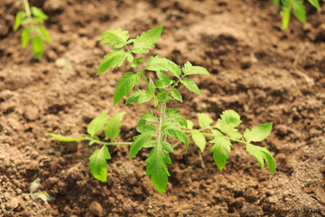 Plant a sapling a tomato bush in the greenhouse